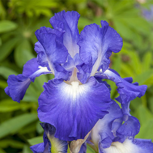 Blue Mix - Re-Blooming Bearded Iris