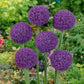 Ambassador - Allium Bulbs (Giant)