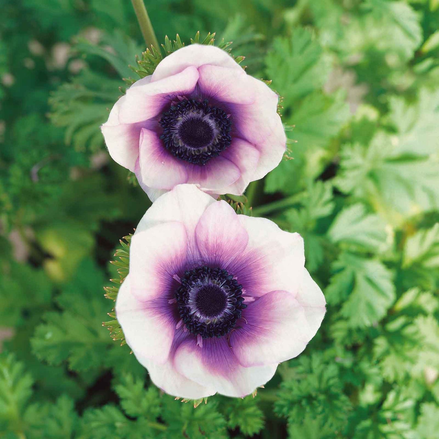 Pastel Violet - Anemone Bulbs