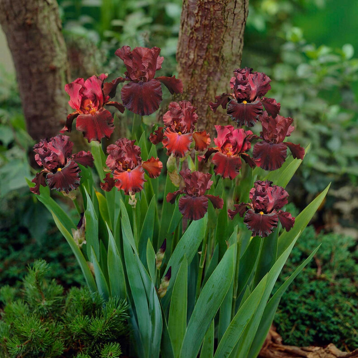 45 Days of Red Bloom - Bearded Iris