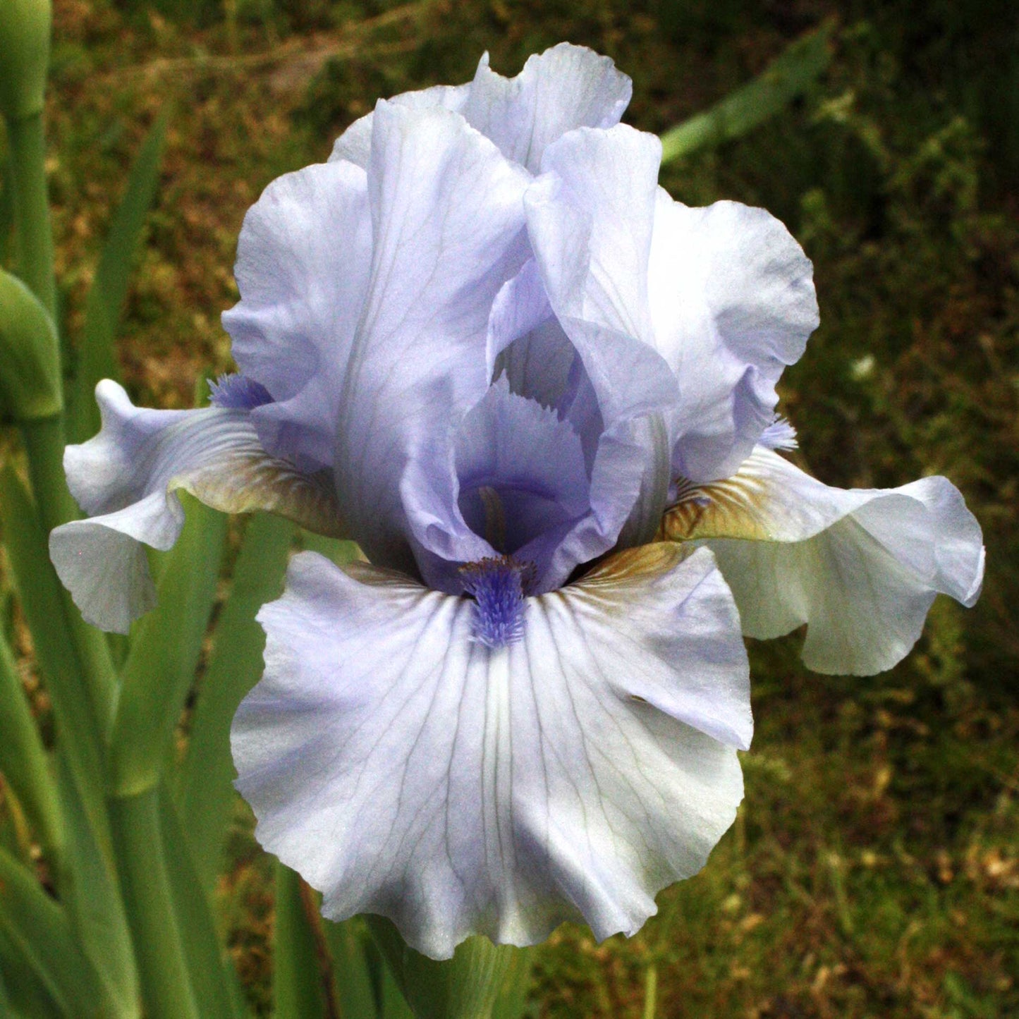 August Treat - Re-Blooming Bearded Iris