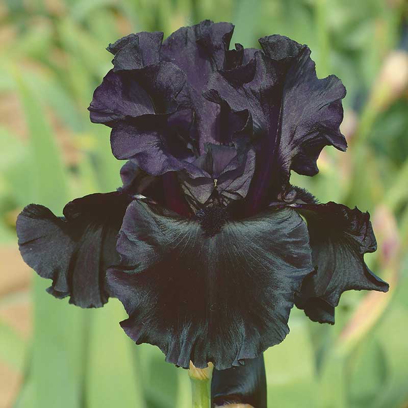 Black is Black - Bearded Iris