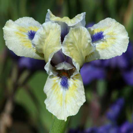 Bright Blue Eyes - Bearded Iris