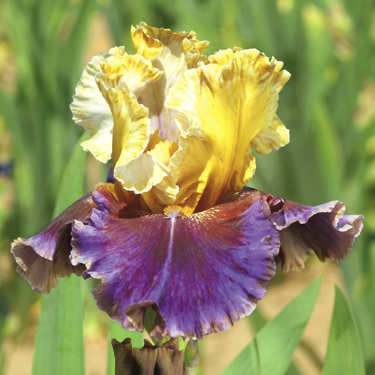 Final Episode - Re-Blooming Bearded Iris