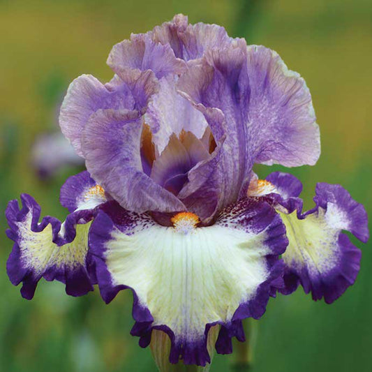 Grays Peak - Re-Blooming Bearded Iris