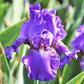 His Royal Highness - Re-Blooming Bearded Iris