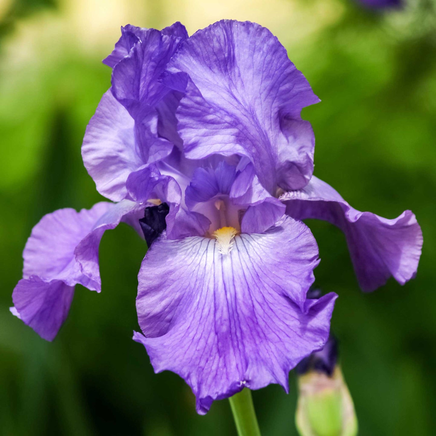 His Royal Highness - Re-Blooming Bearded Iris