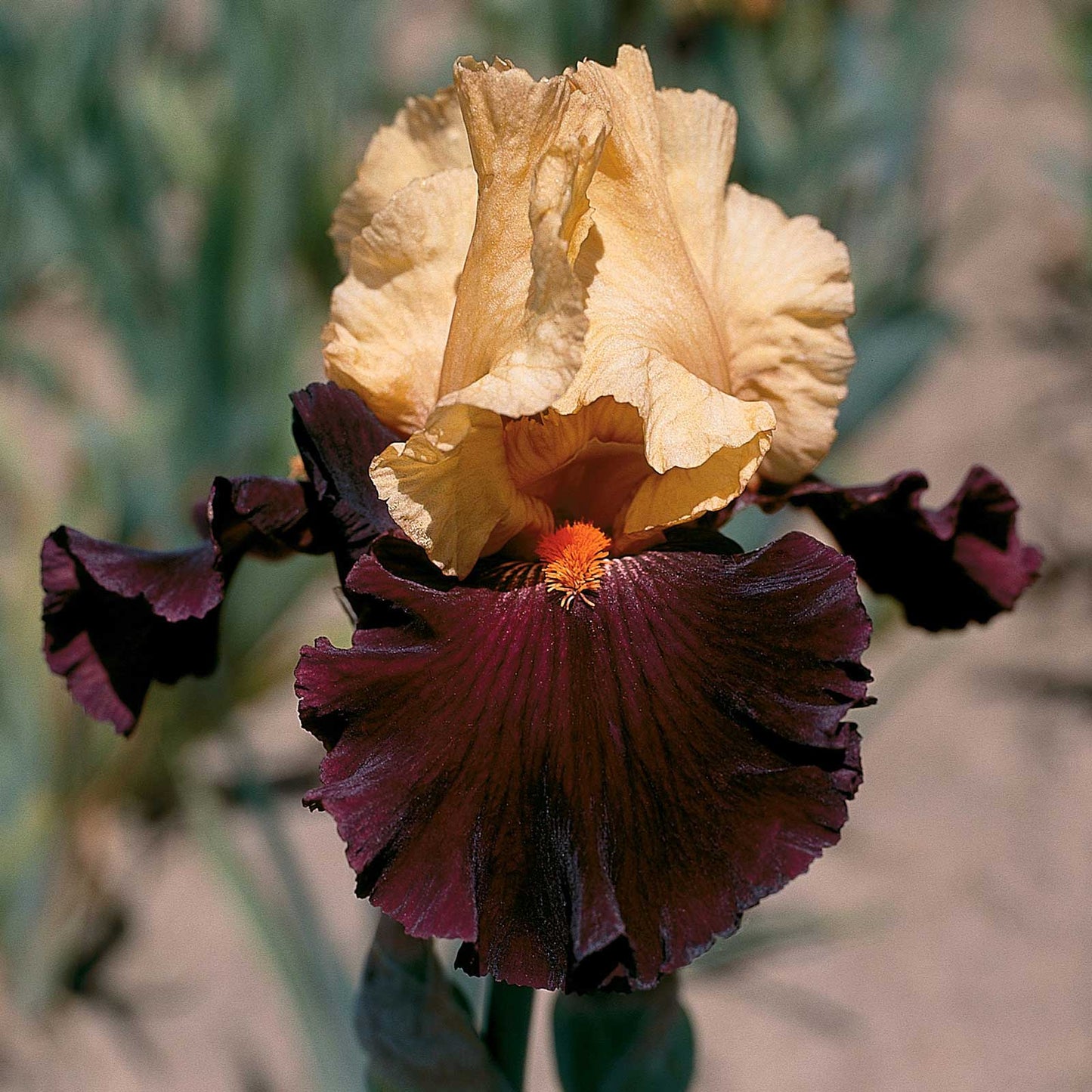Idol - Re-Blooming Bearded Iris