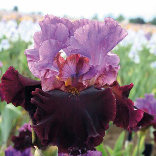 I'm Back - Re-Blooming Bearded Iris