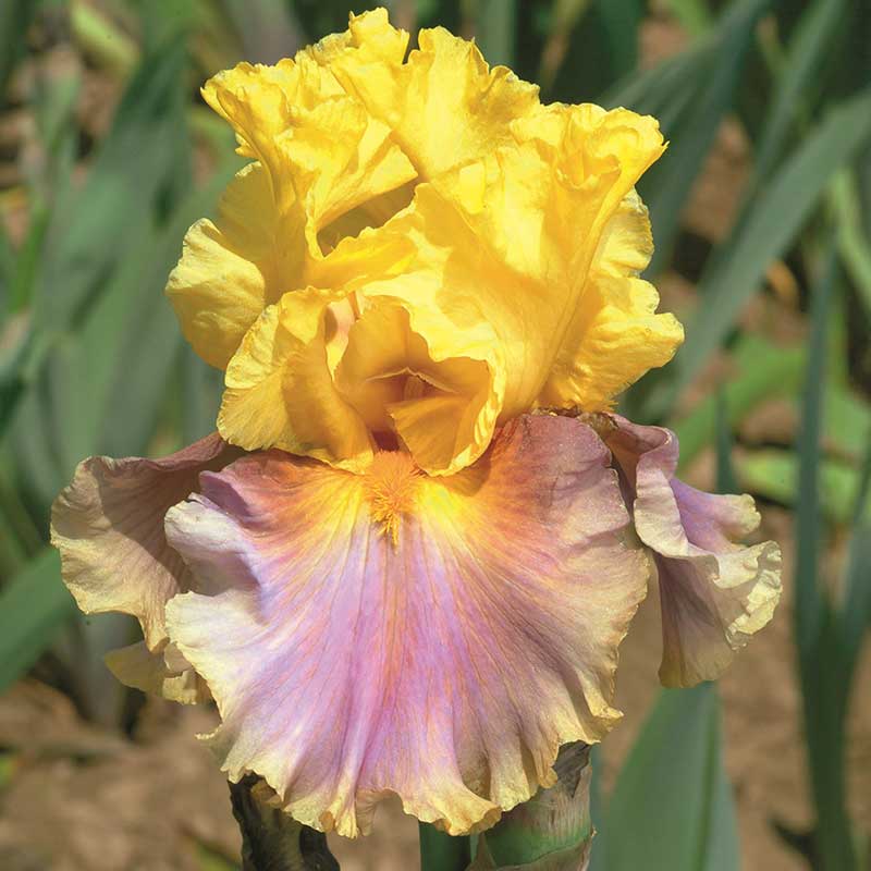 In Living Color - Bearded Iris