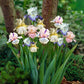 Pastel Mix - Re-Blooming Bearded Iris