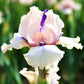 Pastel Mix - Re-Blooming Bearded Iris