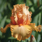 Peach State - Bearded Iris