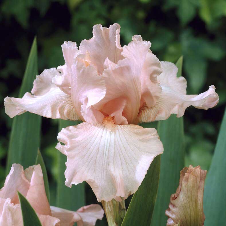 Pink Attraction - Re-Blooming Bearded Iris