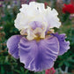 Purple Mix - Bearded Iris