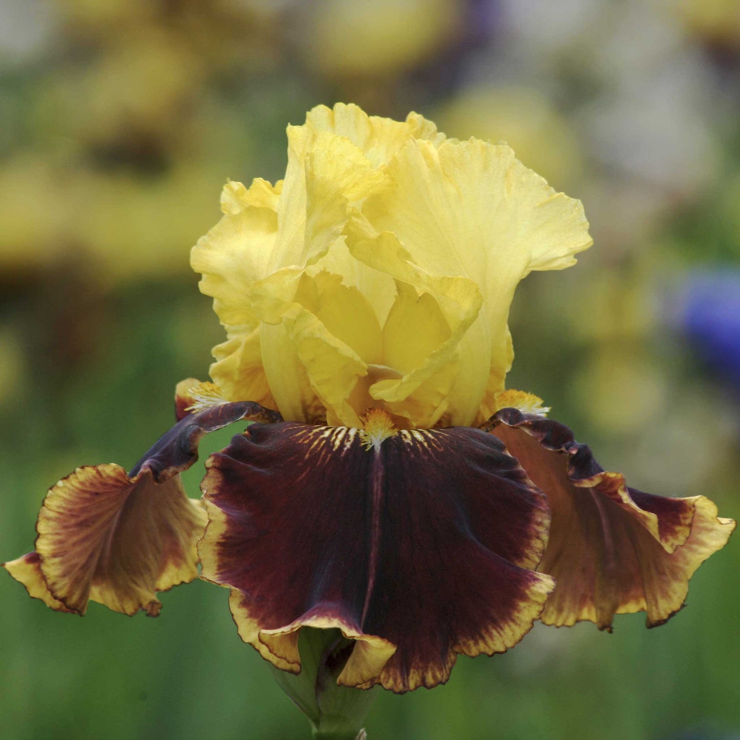 Vintage Charm - Bearded Iris