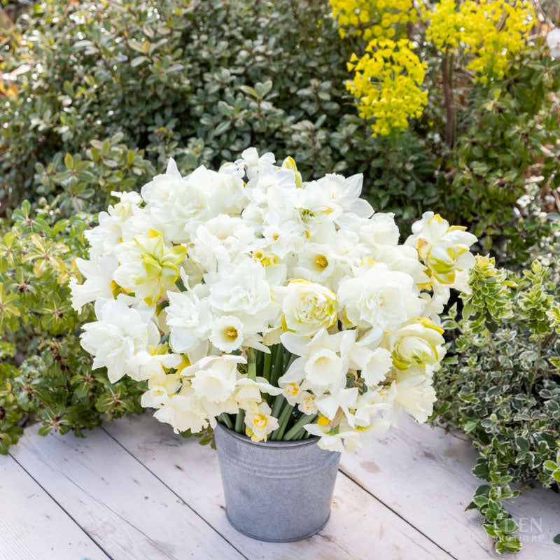 All White Mix - Daffodil Bulbs