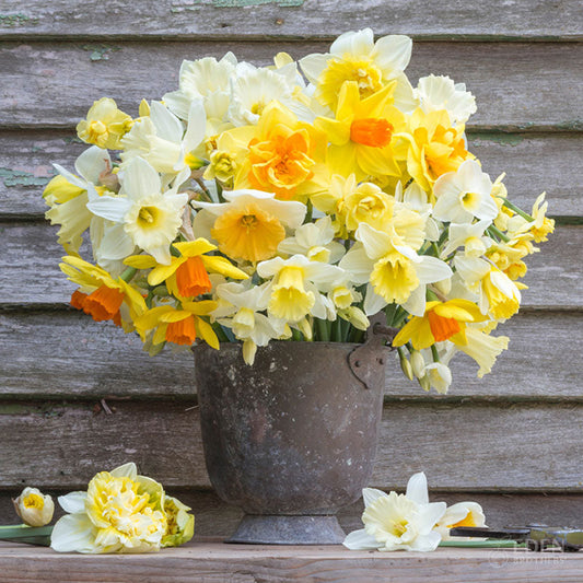 Farmhouse Mix - Daffodil Bulbs