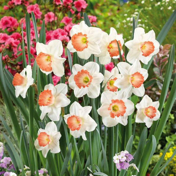 Pink Charm - Daffodil Bulbs