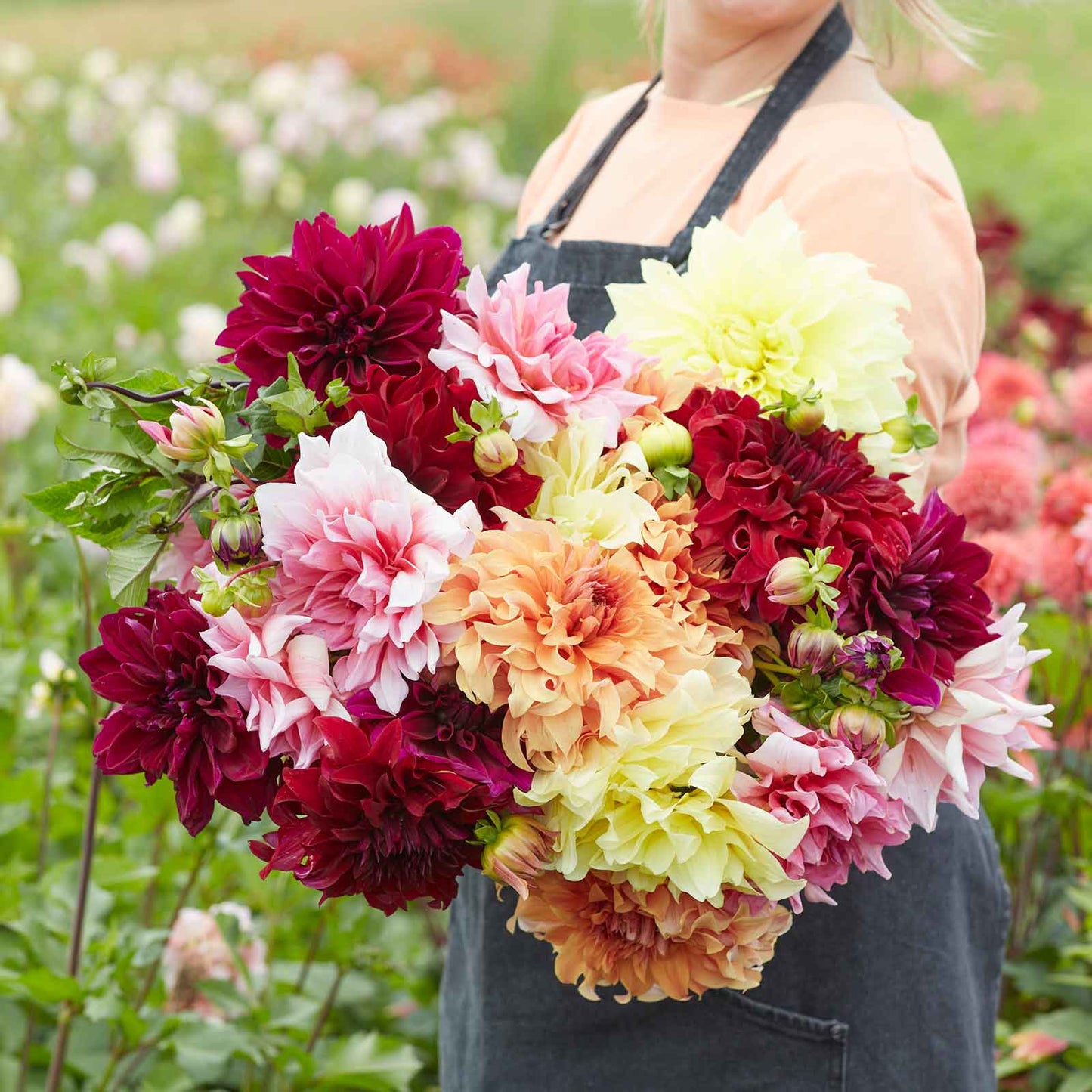 AA Giant Bloom Mix - Dahlia Bulbs