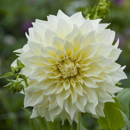 Cafe au Lait Supreme - Dahlia Bulbs (Dinnerplate)