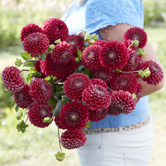 Cornel - Dahlia Bulbs (Ball)