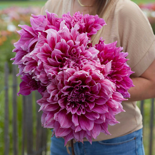 Emory Paul - Dahlia Bulbs (Dinnerplate)