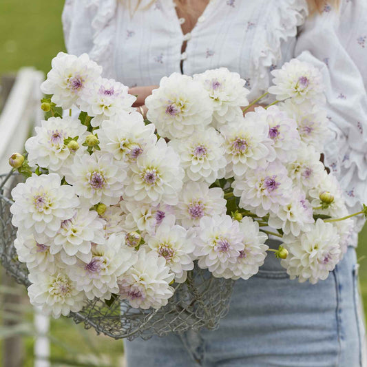 Eveline - Dahlia Bulbs (Ball)