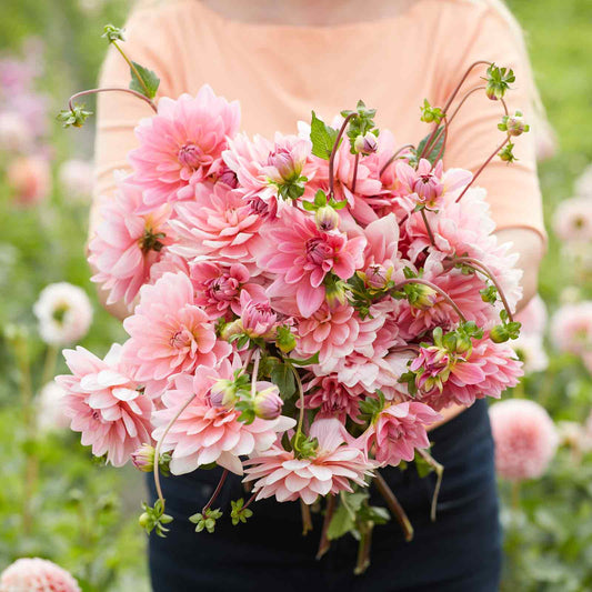 Gerrie Hoek - Dahlia Bulbs (Decorative)