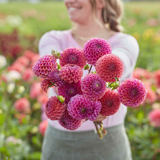 Isabel - Dahlia Bulbs (Ball)