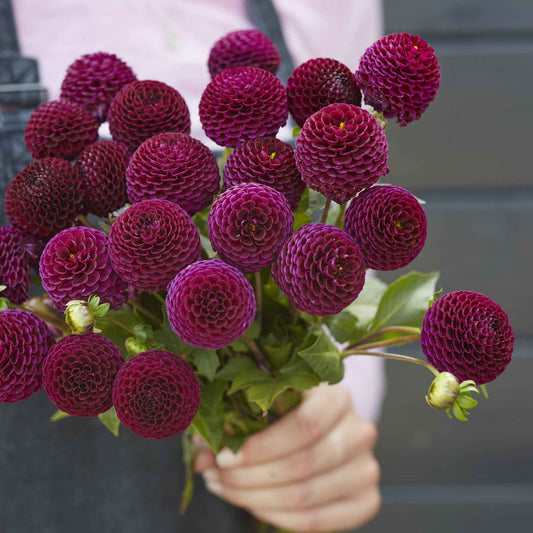 Moor Place - Dahlia Bulbs (Pompon)