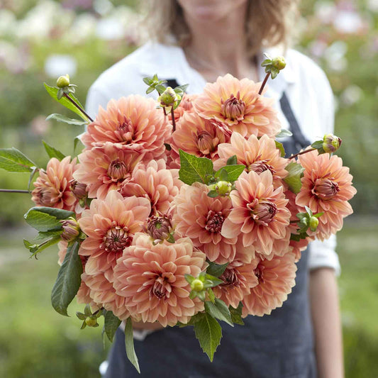 Nicholas - Dahlia Bulbs (Waterlily)