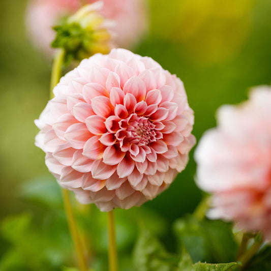 Peaches - Dahlia Bulbs (Decorative)