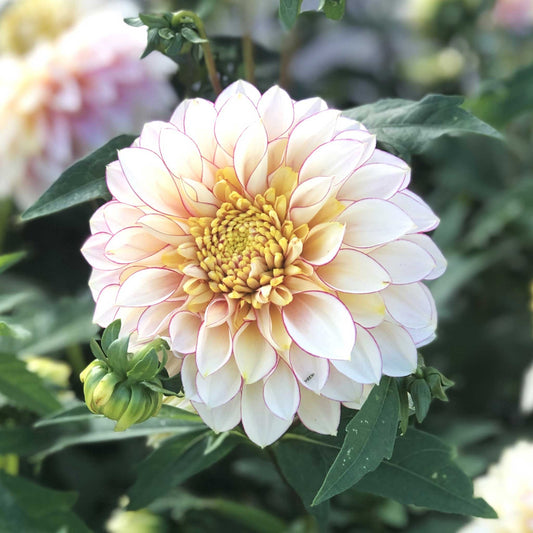 Polka - Dahlia Bulbs (Anemone-Flowered)