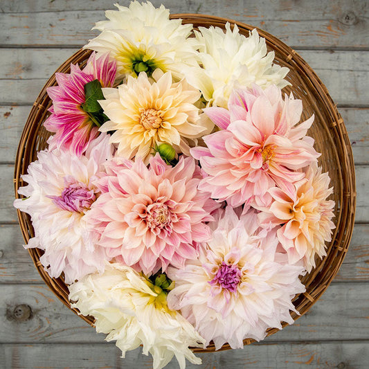 Shiloh Noelle - Dahlia Bulbs (Dinnerplate)