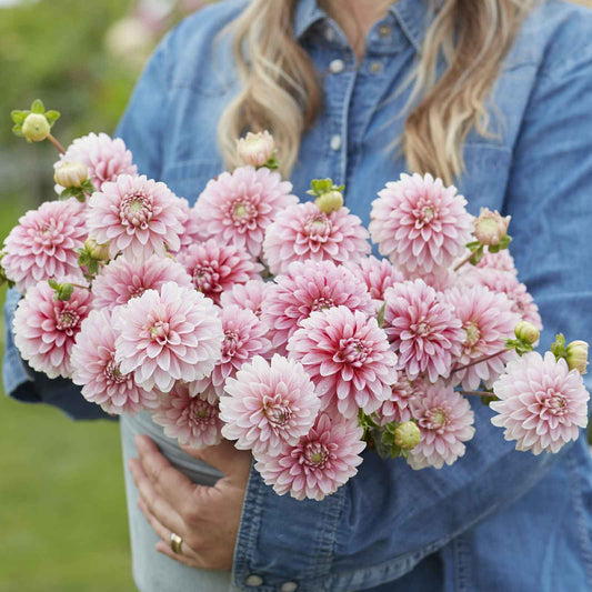 Strawberry Cream - Dahlia Bulbs (Decorative)