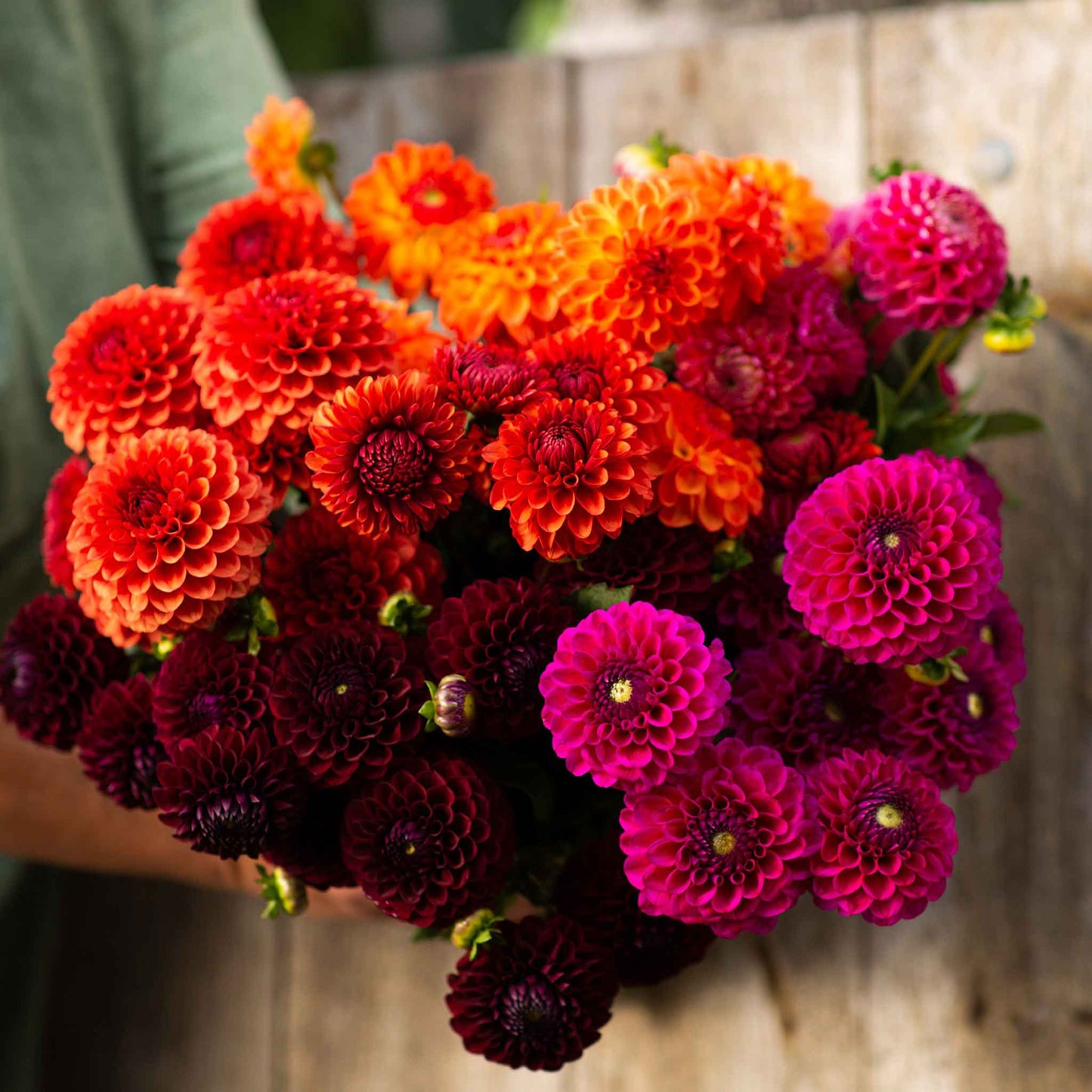 Sugar Puff Mix - Dahlia Bulbs