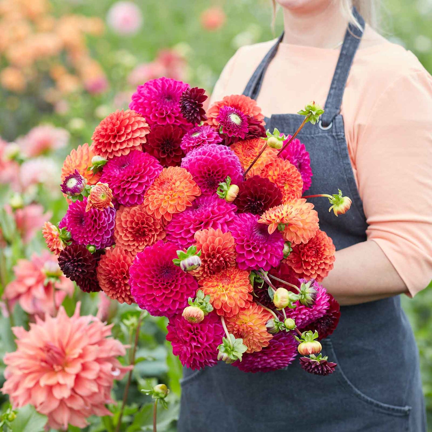 Sugar Puff Mix - Dahlia Bulbs