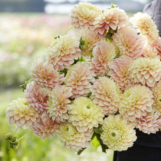 Sweet Suzanne - Dahlia Bulbs (Ball)