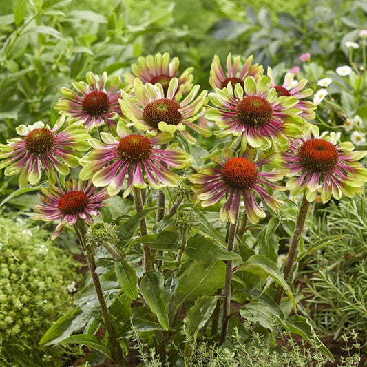 Green Twister - Echinacea Roots