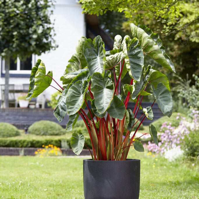 Hawaiian Punch - Elephant Ear Bulbs