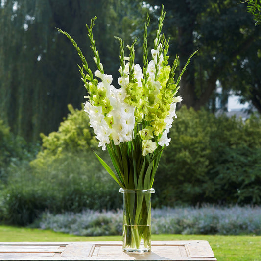 Green & White Mix - Gladiolus Bulbs