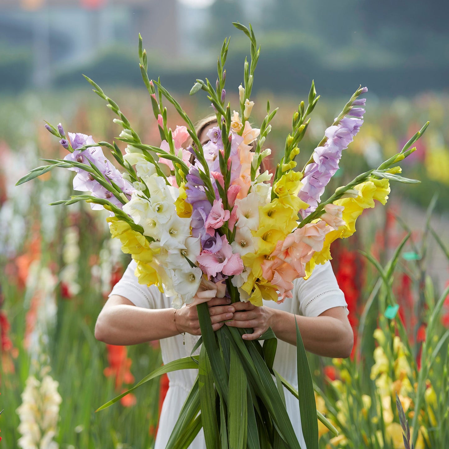 Monet's Garden Mix - Gladiolus Bulbs