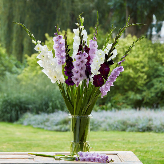 Purple Feather Mix - Gladiolus Bulbs