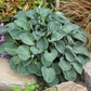 Hosta Roots - Blue Mouse Ears