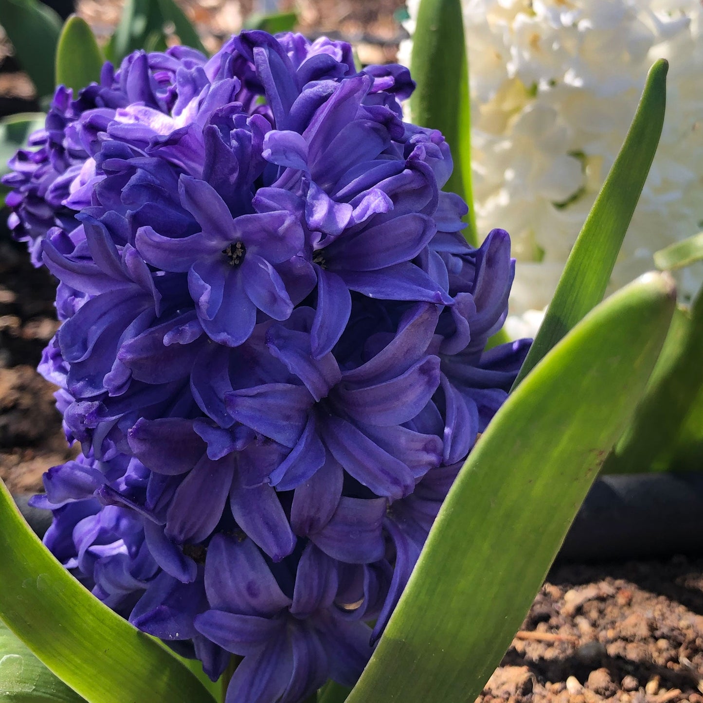 Blue Mix - Hyacinth Bulbs