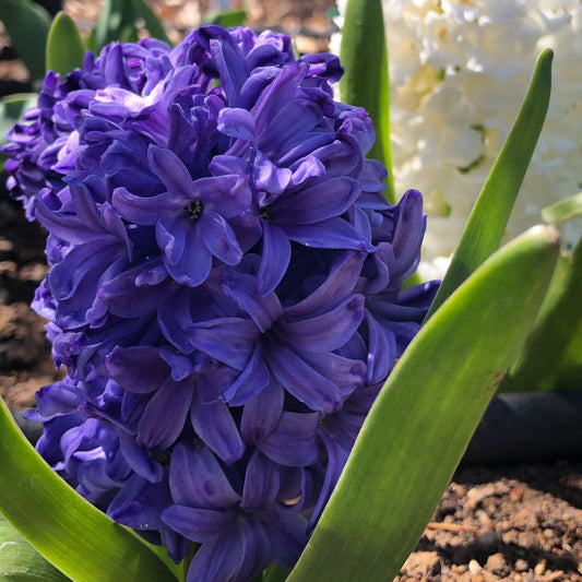 Blue Mix - Hyacinth Bulbs