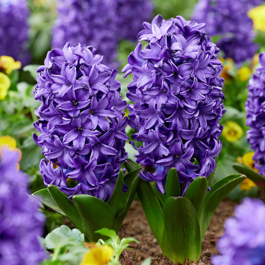 Blue Trophy - Hyacinth Bulbs
