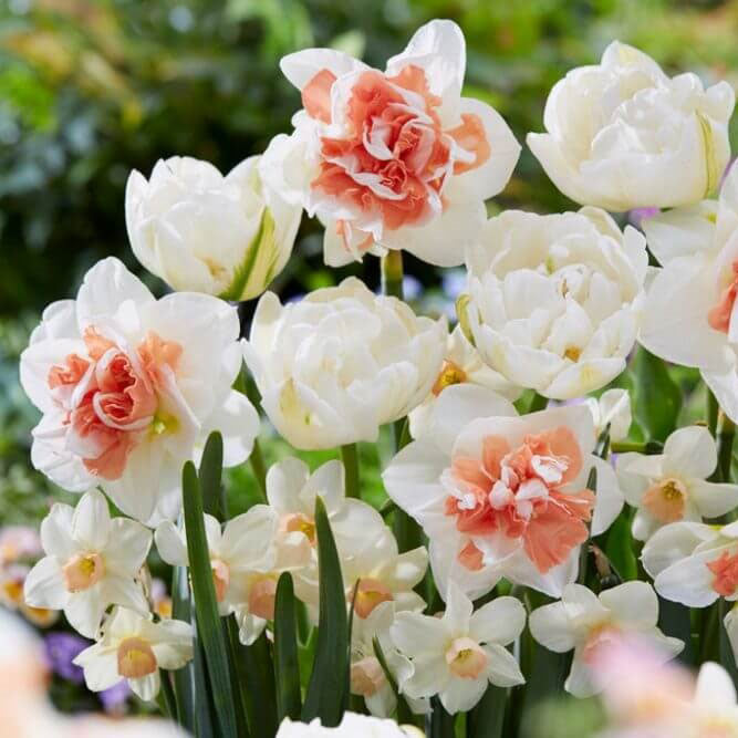 Peach Lemonade Collection - Tulip & Daffodil Bulbs