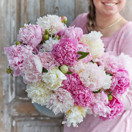 Fluffy Pink Mix - Peony Bulbs